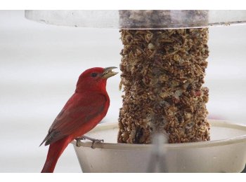 Bugs, Nuts, & Fruit Cylinder - Small