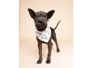 Twinkle Christmas Dog Bandana XL