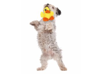 Mighty Jr Microfiber Ball Duck, Durable, Squeaky Dog Toy