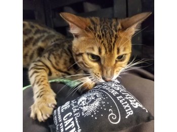 Regular Logo Catnip Pillow Catnip Toy