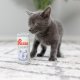 Purrs Light For Cats