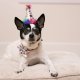 H&K Party Hat Superstar with SnugFit® LG