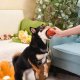 HugSmart Pet - Food Party | Ham - Dog Ball Toy