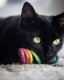 Spring Eco Toy Rainbow