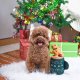 HugSmart Pet - Happy Woofmas    | Gingerbread Latte