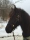 Dog Collar Bells - #2 Bell Black