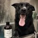 WHOLESALE DOG SHAMPOO + CONDITIONER FOX + HOUND ARGAN & AMBER