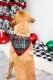 Santa's Little Helper Christmas Dog Bandana, M/L