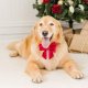 Cranberry Velvet Lady Dog Bow Large