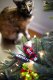 Christmas Naughty & Nice Cat Toys, Set of 2