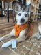 Raw Paw Balm