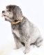 Soft-Touch Waterproof Dog Collar (Small, Medium, Large Dogs) Mint Green
