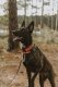 Burnt Orange Premium Dog Collar Medium