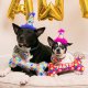 Party Time Bone Blue For Dogs LG
