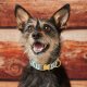 Gray Malin x TFD Snowy Pines Dog Collar S