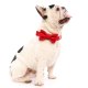 Cranberry Velvet Dog Bow Tie Large