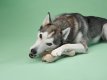 BetterBone MEDIUM - Natural, No Nylon, Softer Than Nylon ECO Unflavored
