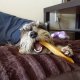 Gold Yak Dog Chews - 5 Pound Bag