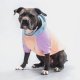 Cotton Candy Dog Hoodie L