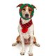 Green Ring with Red Bones Dog Rope Toy (Small - 4")