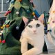 Holiday Tree Wool Pet Cave White