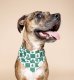 Spruce Winter Dog Bandana SizeL