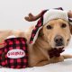 H&K Hat Antler Buffalo Check with SnugFit® SM