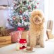 Holiday Zippy Burrow - Santa's Milk and Cookies - Christmas Dog Toy