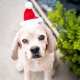 H&K Hat Santa with SnugFit® LG