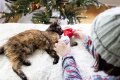 Christmas Hot Cocoa Cat Toys, Set of 2