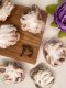 Freeze-dried Wild-Caught Baby Octopus