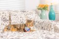 Sardine Tin For Cats