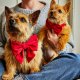 Cranberry Velvet Lady Dog Bow Large