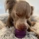 Freezball Purple
