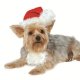 Santa Hat XS