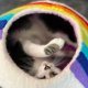 Rainbow Eco Kitty Cave - Cat Cave With Bag