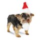 Santa Hat XS