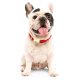 Cranberry Velvet Dog Collar XS Gold