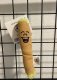 Lil' B the Blunt | Funny Cat Toy | Cool Plush Catnip Toy