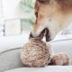 WHOLESALE SQUIRREL POP//ENRICHMENT DOG TOY M