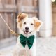 Forest Green Velvet Holiday Lady Dog Bow Small