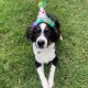 H&K Party Hat Superstar with SnugFit® LG