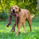 Dharma Dog Toy, Knotted Rope Pull, Purple/Green 15