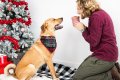 Santa's Little Helper Christmas Dog Bandana, M/L