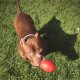 MKB Football - Chew Toy - Treat Dispenser - Large