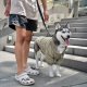 WHOLESALE SOHO//DOG CLOTHING//APPAREL Dunes
