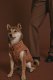 Easy Fit Jacket for Dogs Sage