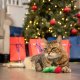 Good/Bad Kitty Stocking For Cats
