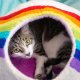 Rainbow Eco Kitty Cave - Cat Cave PACKAGE FREE (NO bag)