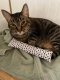 Cat nip kicker Easter